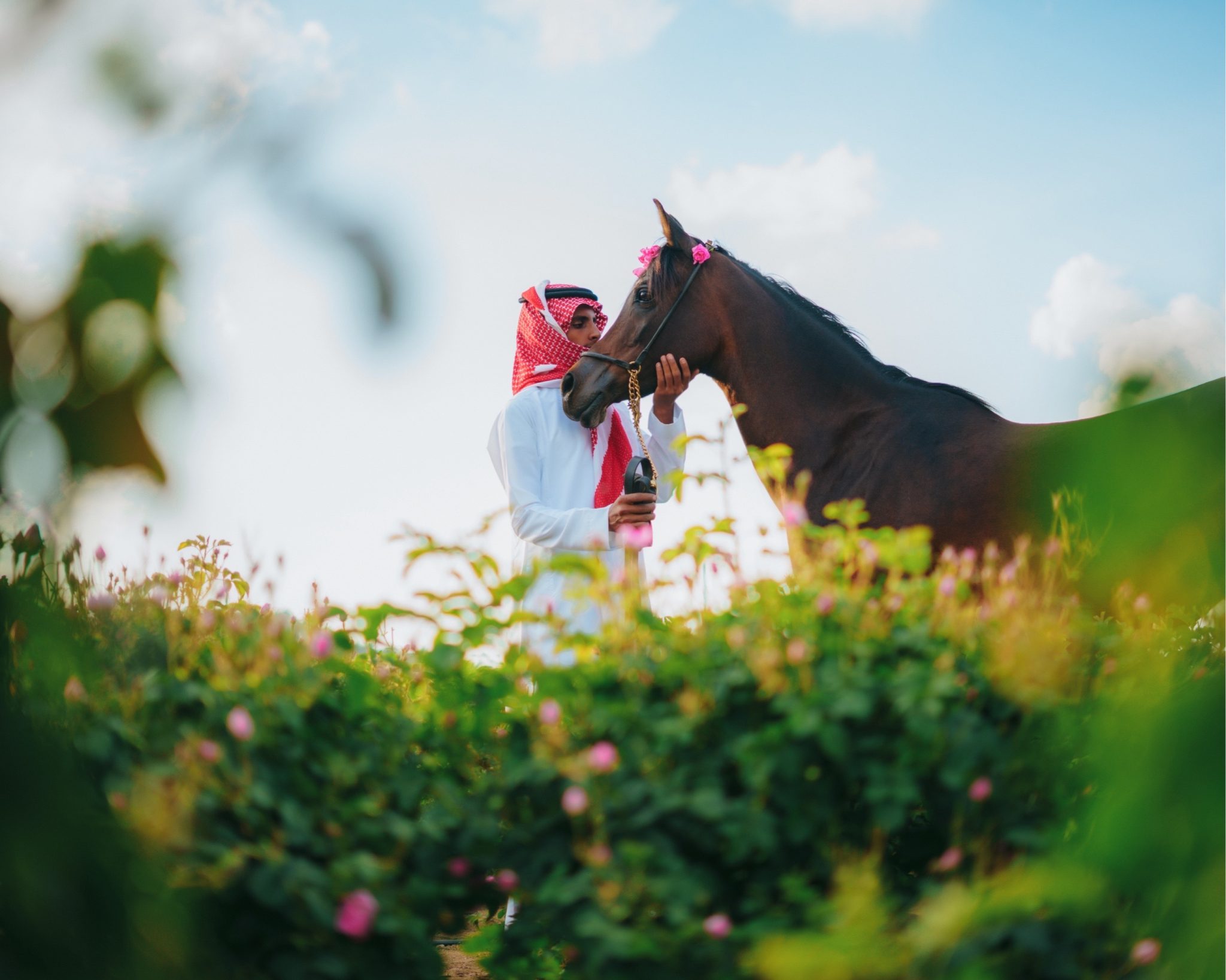 Taif Roses Saudi Taif's Rose Harvest Season Reaches Its Peak as Centuries-Old Tradition ...