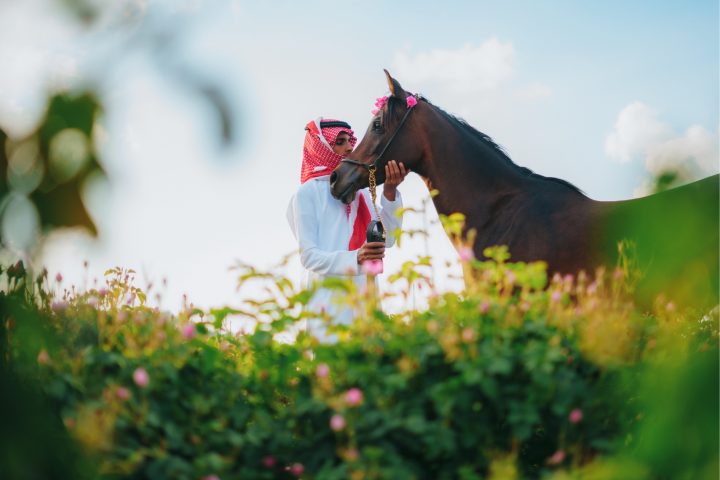 Taif's Rose Harvest Season Reaches Its Peak as Centuries-Old Tradition Perfumes the Kingdom