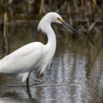 White Egret Spotted in Northern Borders Wetlands