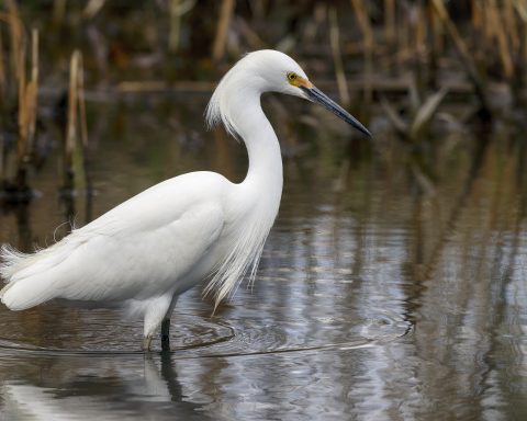 White Egret Spotted in Northern Borders Wetlands