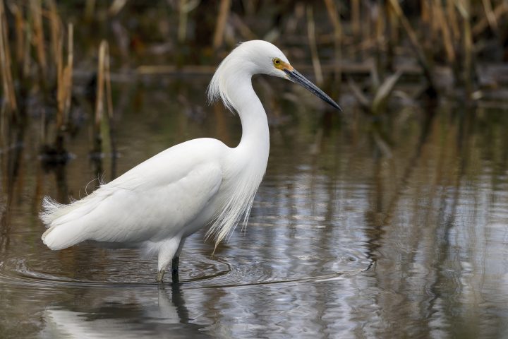 White Egret Spotted in Northern Borders Wetlands