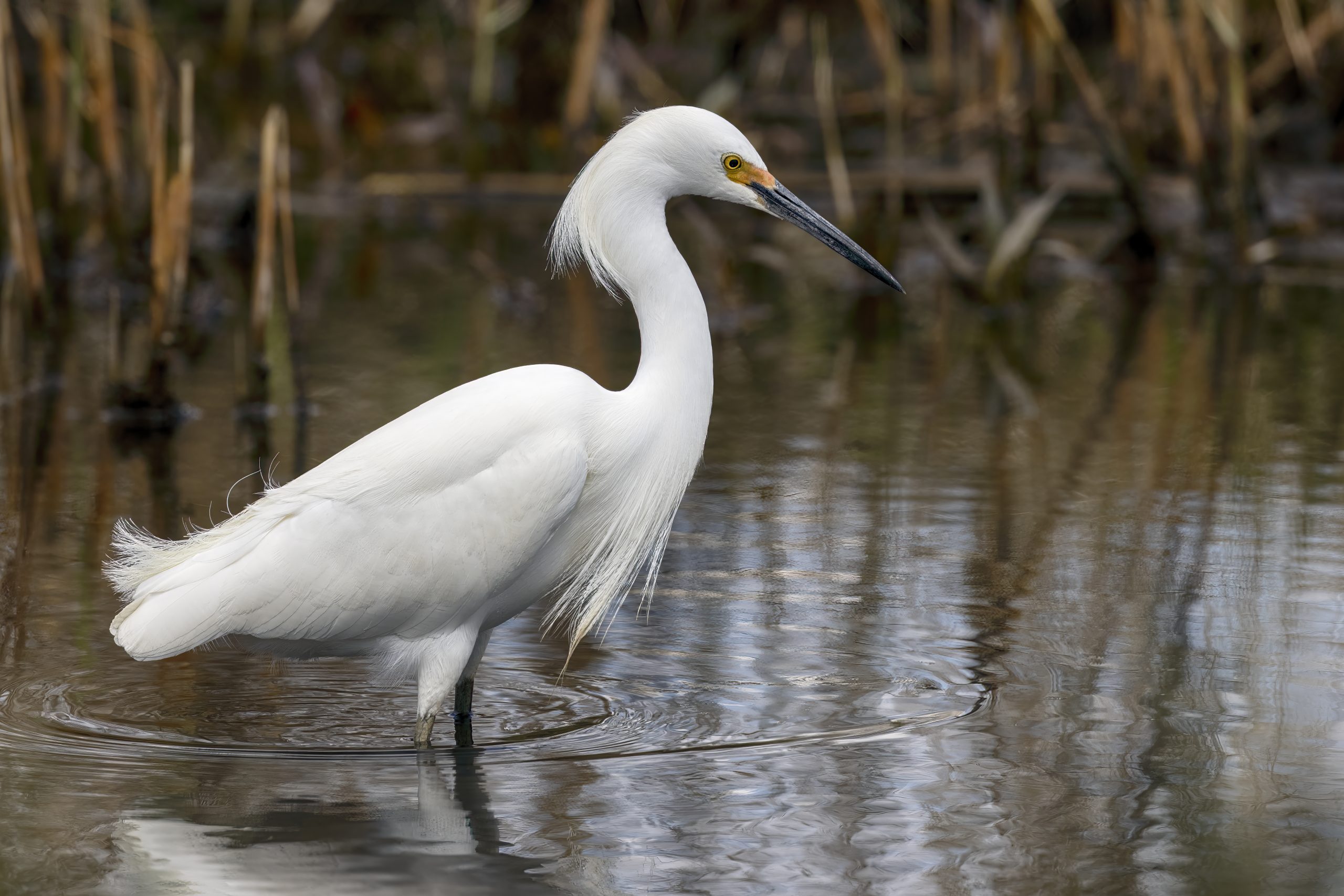 White Egret Spotted in Northern Borders Wetlands
