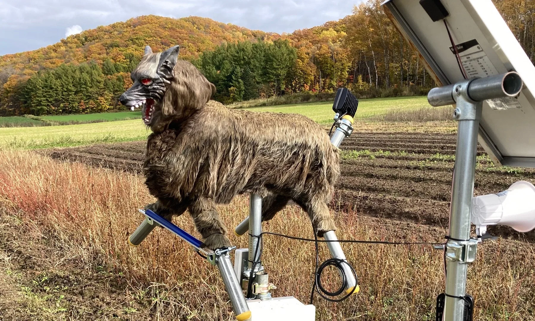 Japan Uses Scary Robot Wolves to Fight Rising Bear Encounters