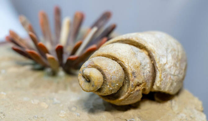 Private Museums in Qassim Drive Cultural and Tourism Growth