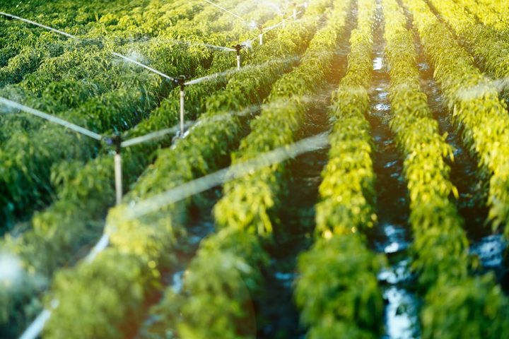 Saudi Arabia Advances Crop Protection Through Smart Digital Technologies