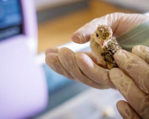 Saudi Arabia Strengthens Its Role as a Safe Haven for Migratory Birds