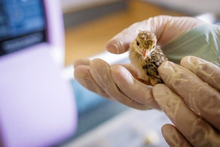 Saudi Arabia Strengthens Its Role as a Safe Haven for Migratory Birds