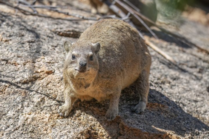 Saudi Nature Reserve Records 12 Rock Hyrax Births in Biodiversity Milestone