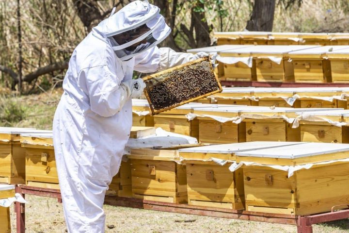 Applications Open for Talh Beekeeping Permits in Imam Turki bin Abdullah Royal Reserve