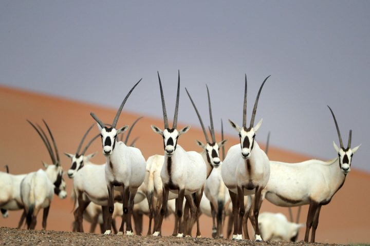 Arabian Oryx Returns to King Salman Royal Reserve After 90 Years