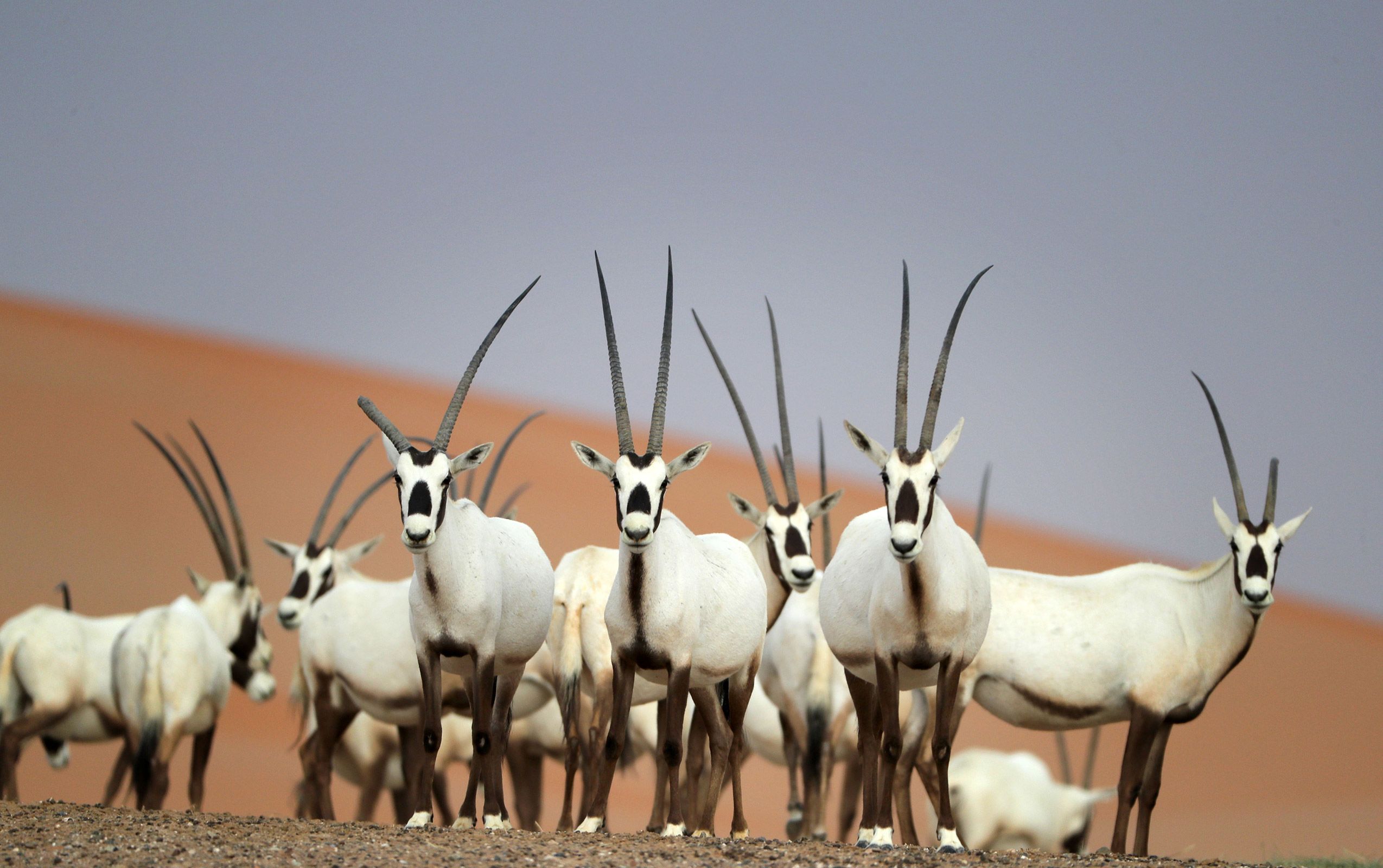 Arabian Oryx Returns to King Salman Royal Reserve After 90 Years