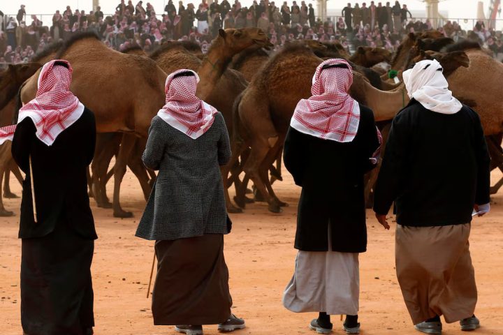 Camel Taming Preserves Saudi Arabia’s Desert Heritage