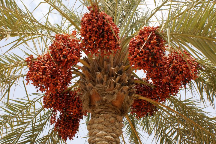 Early Date Harvest Season Begins Across Saudi Arabia as Markets See Strong Activity