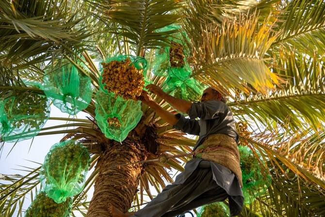 Early Date Harvest Season Begins in Al-Ahsa as First Yields Reach Markets