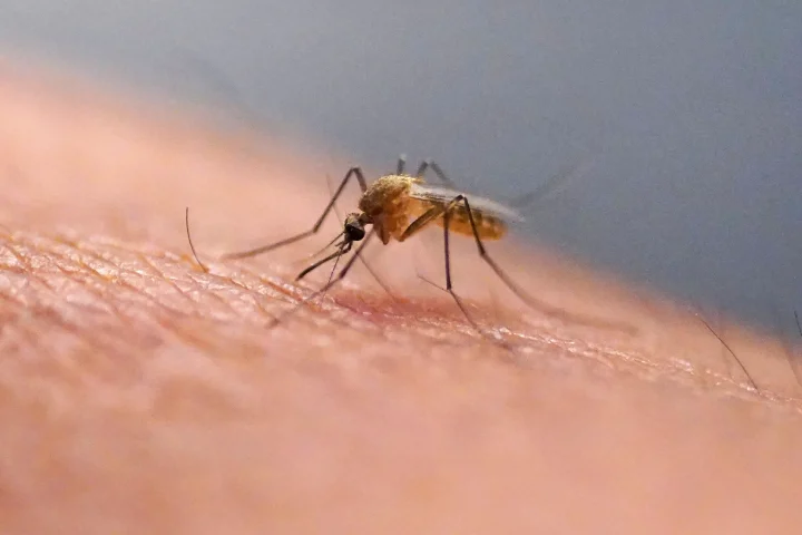 Google Plans to Release 32 Million Mosquitoes in Innovative AI-Powered Disease Control Project
