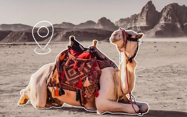 KAUST Develops AI System to Monitor Camels from the Sky