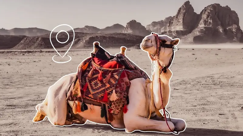 KAUST Develops AI System to Monitor Camels from the Sky