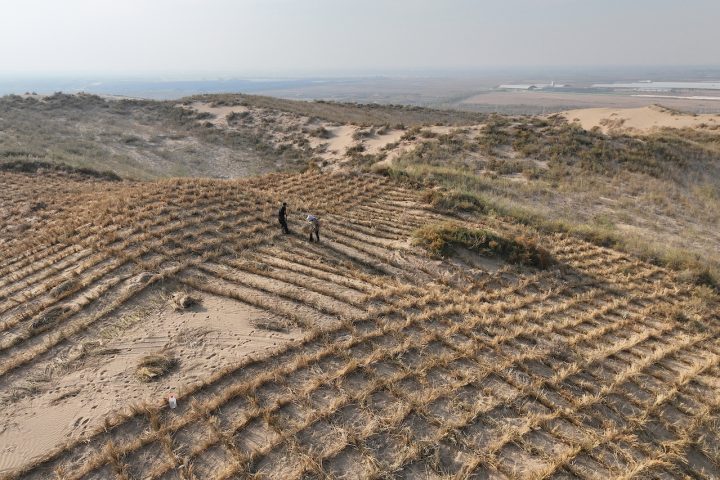 Kingdom Highlights Major Progress in Combating Desertification