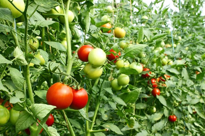 Najran Advances Food Security Through Innovative Agricultural Projects