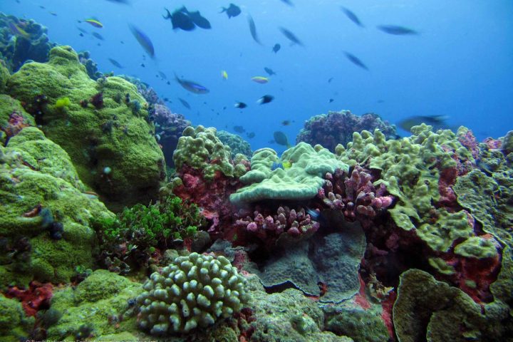 Saudi Arabia Highlights Environmental Achievements on World Environment Day