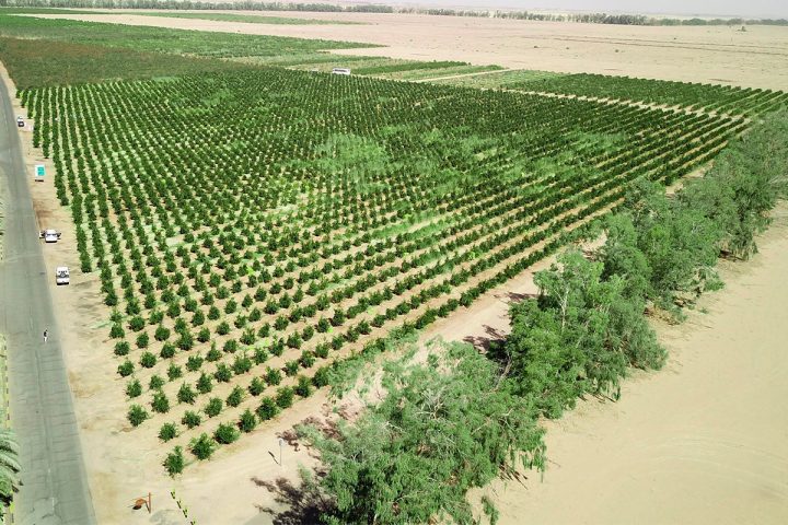 Saudi Innovations Advance Desert Land Restoration