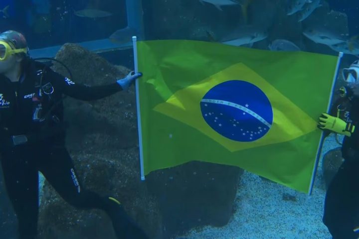 Shark Predicts Brazil Victory Over Morocco in World Cup Opener