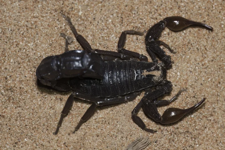 King Salman Royal Reserve Documents First Northern Record of the Arabian Black Deathstalker Scorpion