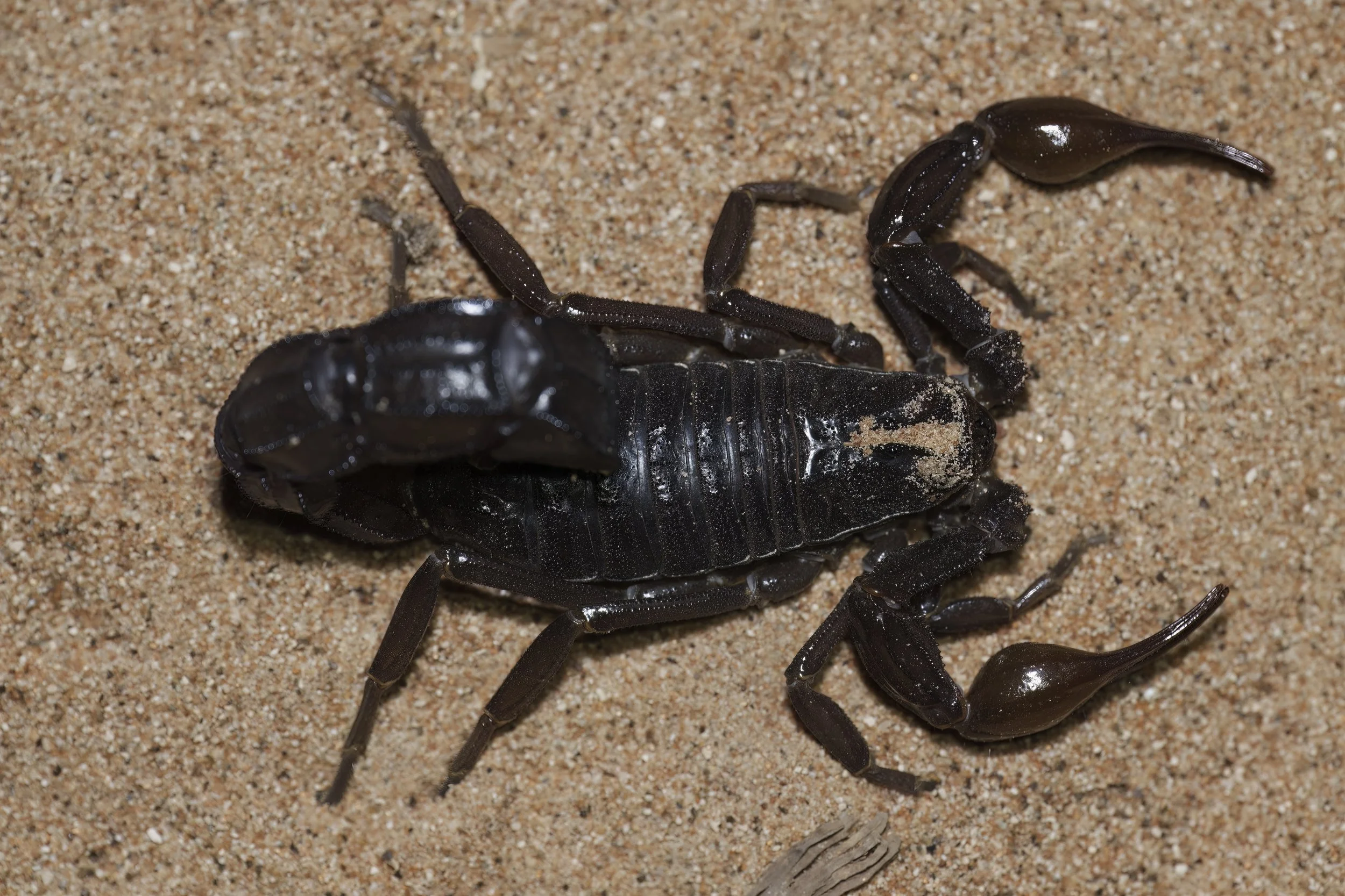 King Salman Royal Reserve Documents First Northern Record of the Arabian Black Deathstalker Scorpion