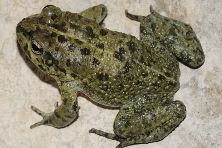 King Salman Royal Reserve Documents Rare Behavior in Arabian Toads