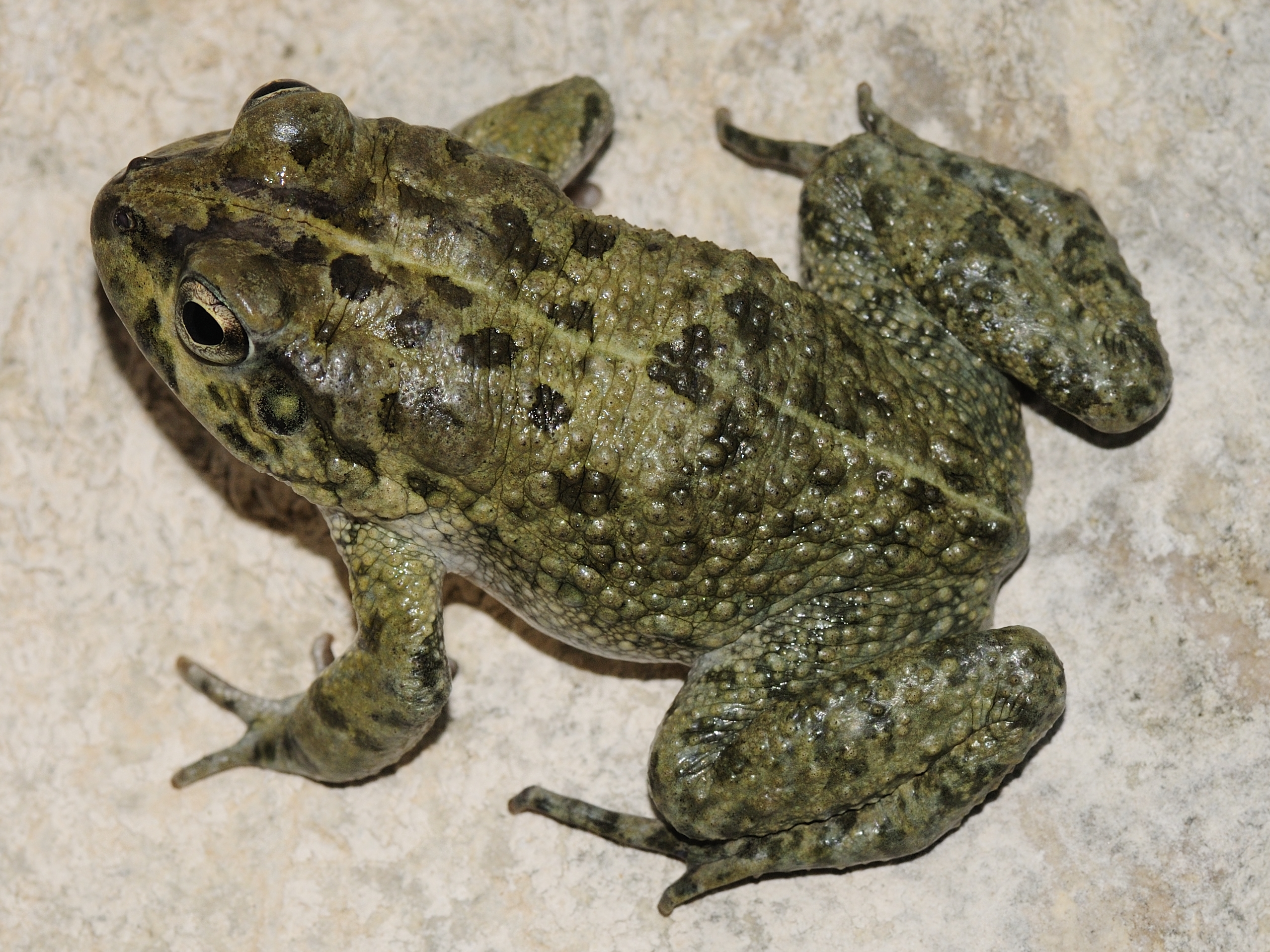 King Salman Royal Reserve Documents Rare Behavior in Arabian Toads
