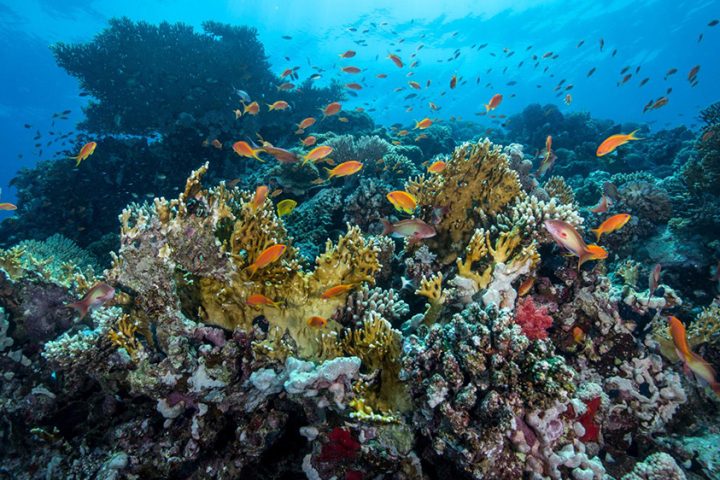 Red Sea Exploration Mission Completes 70,000 Kilometers of Surveys and Records 14 Scientific Discoveries