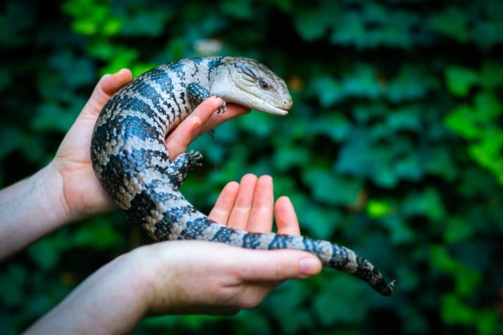 Saudi Arabia Home to 11 Skink Species Adapted to Deserts, Oases and Plains