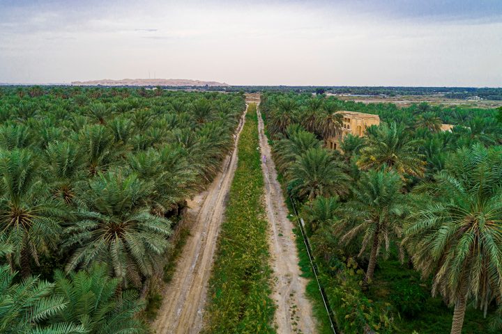 Saudi Arabia Over 51,000 Donors Through Ehsan Support Three Major Afforestation Projects