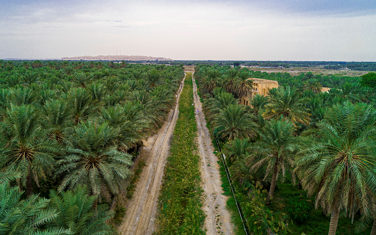 Saudi Arabia Over 51,000 Donors Through Ehsan Support Three Major Afforestation Projects