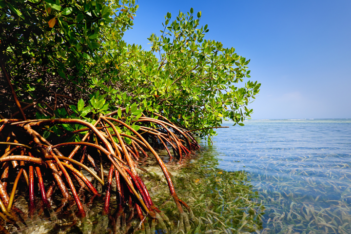 Saudi Arabia Plants 72 Million Mangrove Trees, Targets 100 Million by 2030