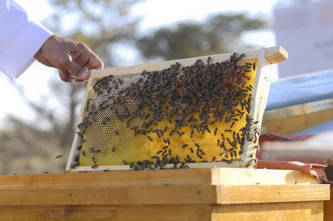 Saudi Royal Reserve Records More Than 11,000 Beehives During Talh and Sidr Seasons