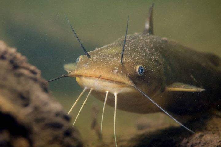 Scientists Discover Rare Contagious Cancer That Spreads Between Freshwater Fish