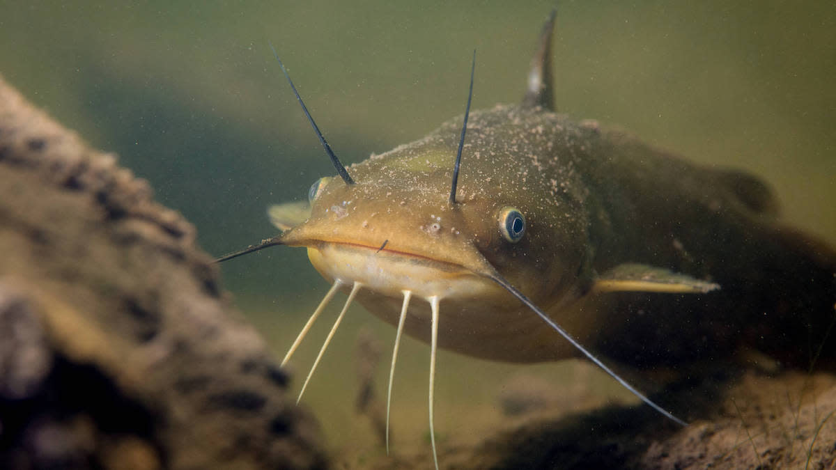 Scientists Discover Rare Contagious Cancer That Spreads Between Freshwater Fish