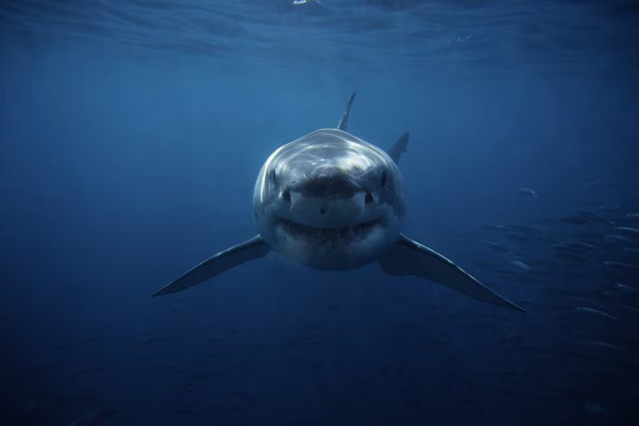 World Shark Day Highlights Whale Shark’s Vital Role in Protecting the Red Sea Ecosystem