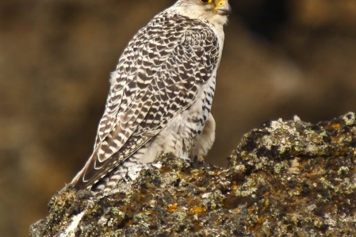White gyrfalcon, the species behind the auction record sales