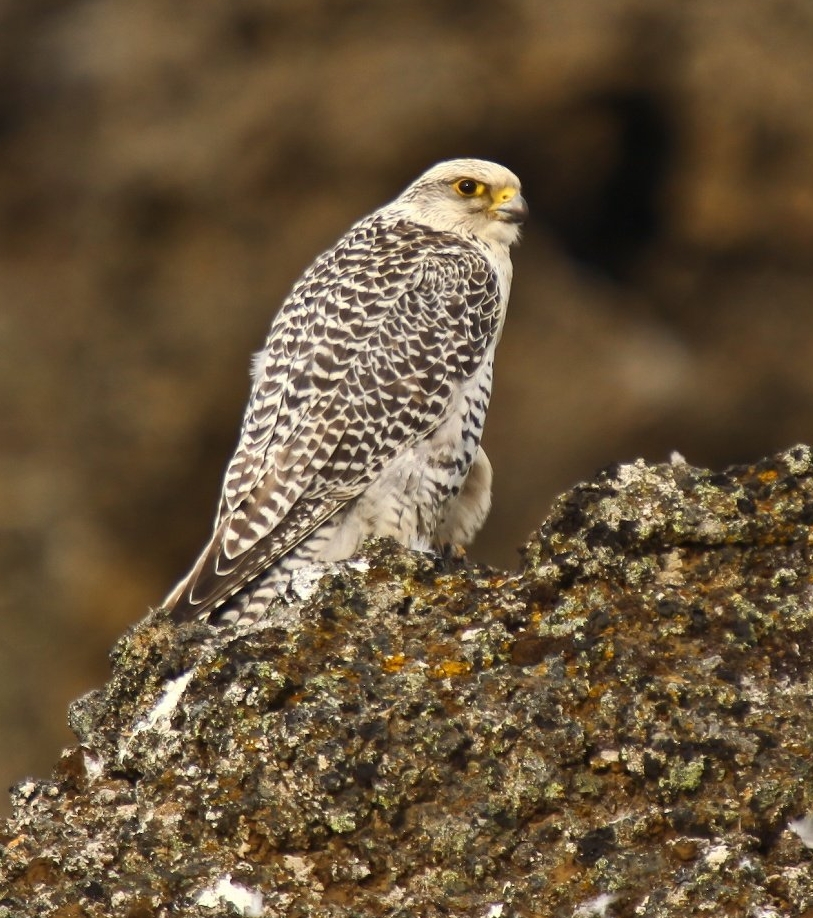 White gyrfalcon, the species behind the auction record sales