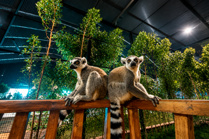 Forest Wonders Brings an Immersive Indoor Wildlife Adventure to Jeddah Season