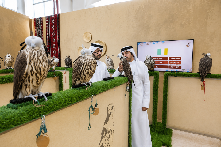 Irish Falcon Farm Brings 200 Birds to Saudi Arabia's International Falcon Breeders Auction