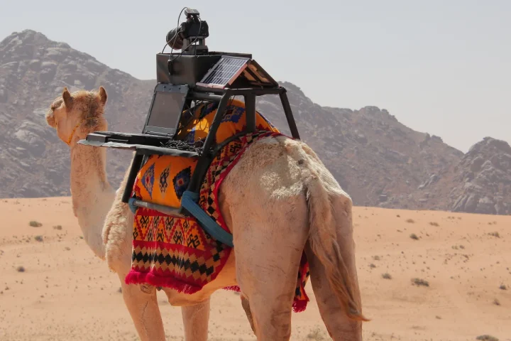 Saudi Creator Uses Social Media to Introduce the World to the Gentle Side of Camels