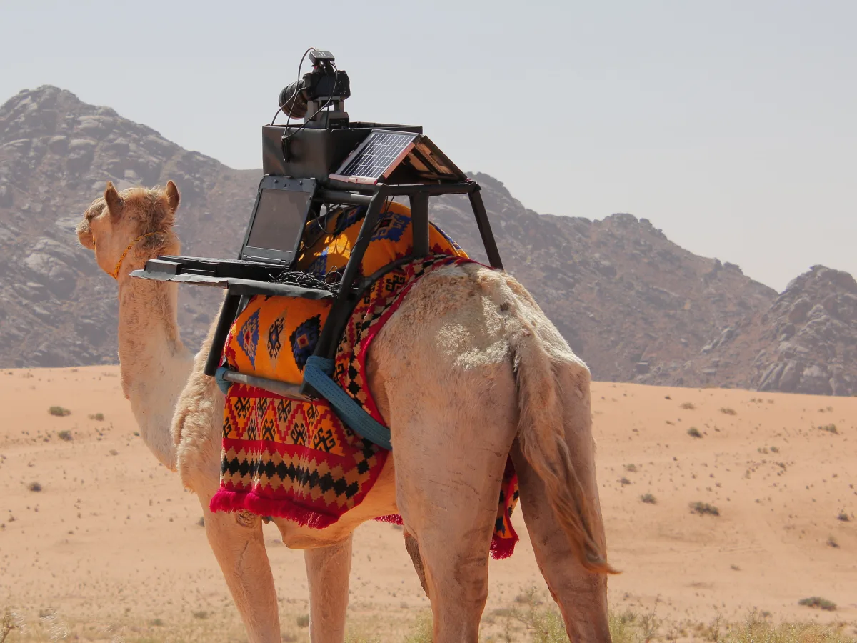 Saudi Creator Uses Social Media to Introduce the World to the Gentle Side of Camels