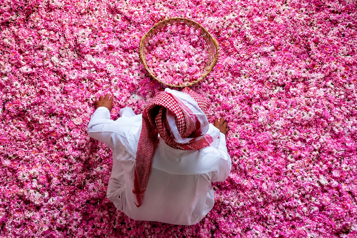 Taif Rose Evolves into a Year-Round Industry Driving Saudi Economy and Tourism