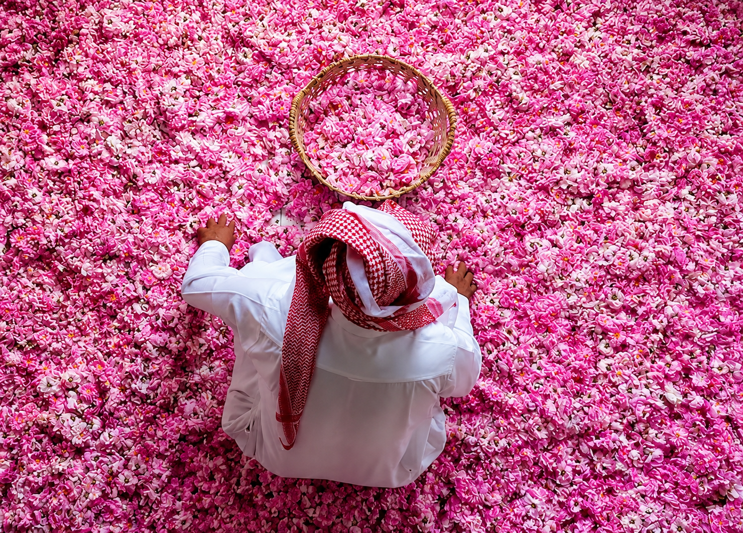 Taif Rose Evolves into a Year-Round Industry Driving Saudi Economy and Tourism