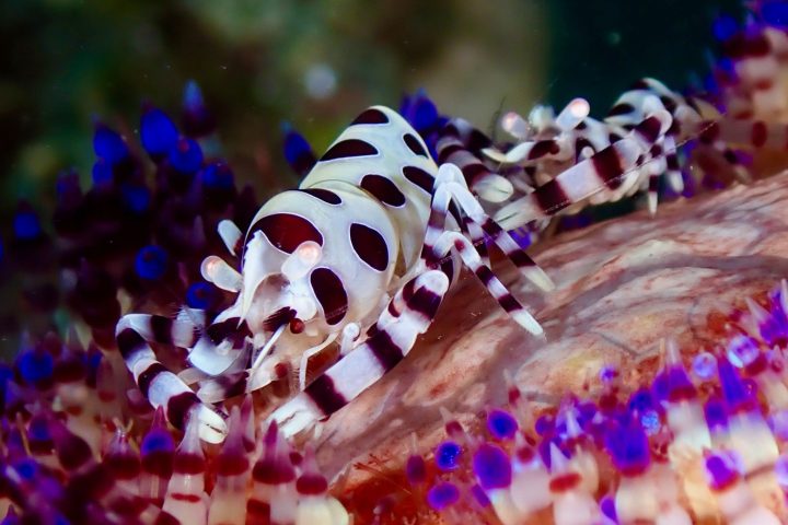 KAUST-Led Study Reveals Major Untapped Nutritional Value in Aquatic Invertebrates