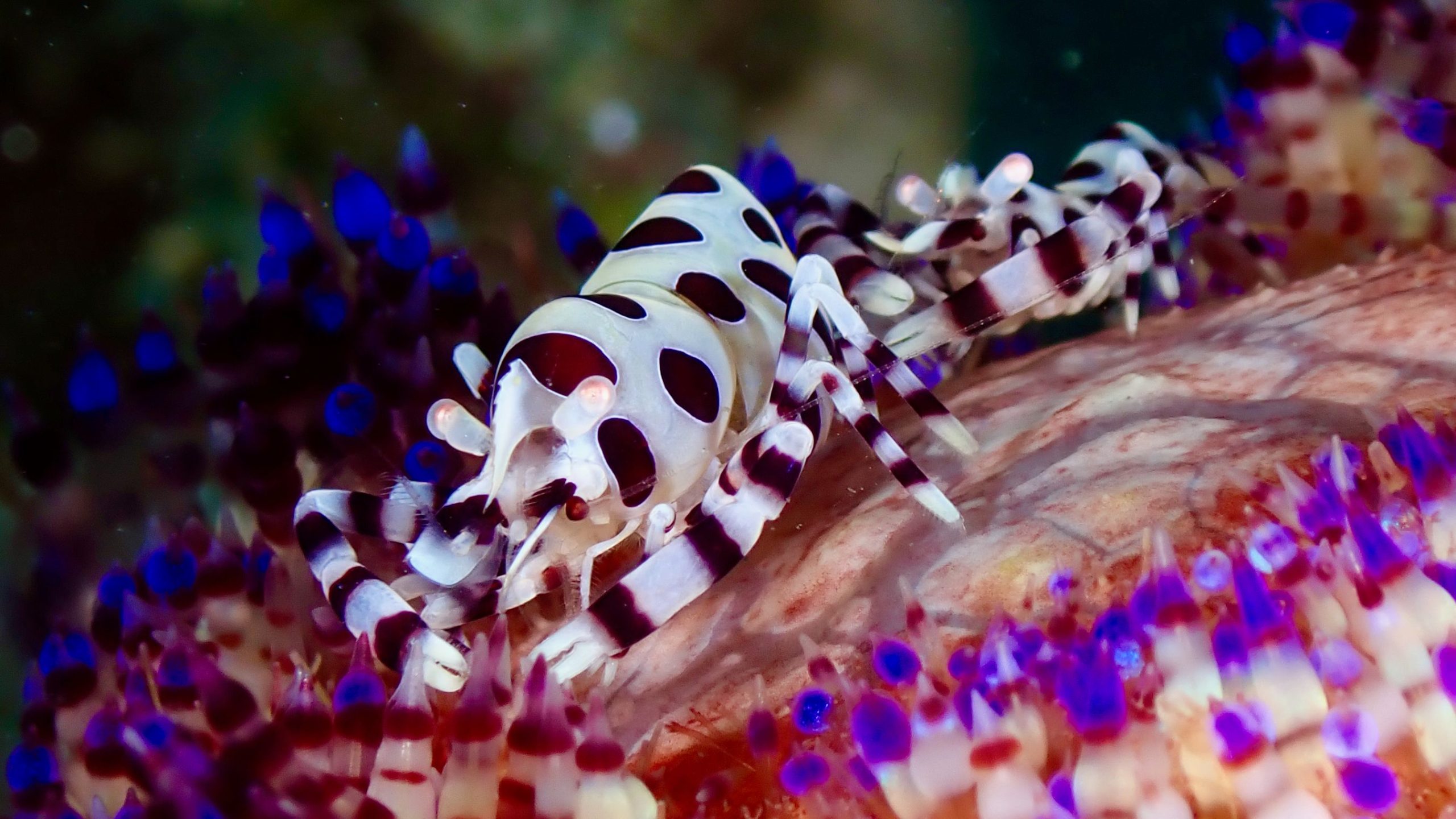 KAUST-Led Study Reveals Major Untapped Nutritional Value in Aquatic Invertebrates