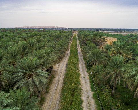 Madinah Explores Investment Opportunities in Date Palm Waste